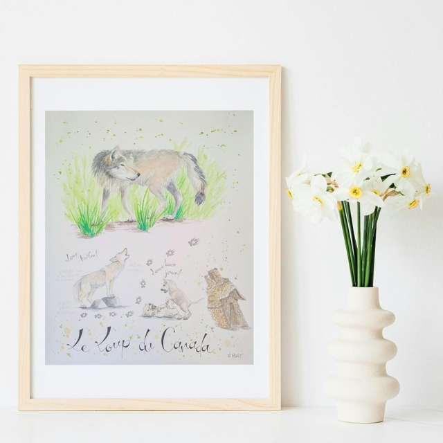 Planche naturaliste moderne loup gris du Canada à l'aquarelle