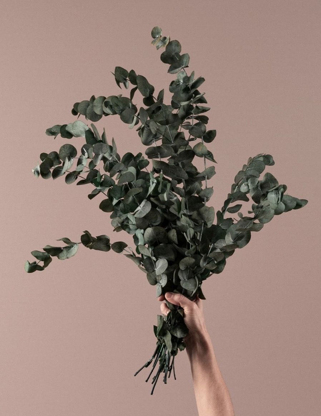 RAMILLETE EUCALYPTUS NATURAL PRESERVADO