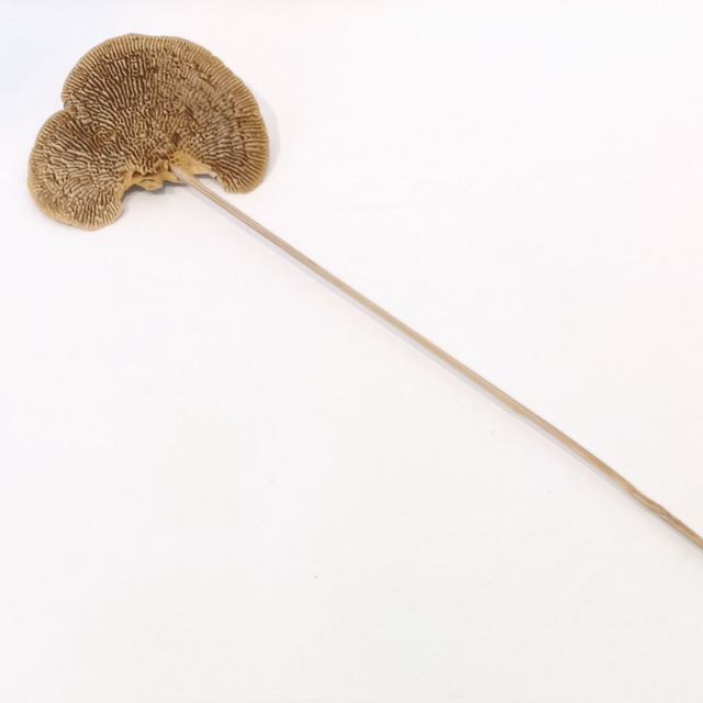 Champignon sec – Élément végétal original pour compositions florales naturelles et décoratives