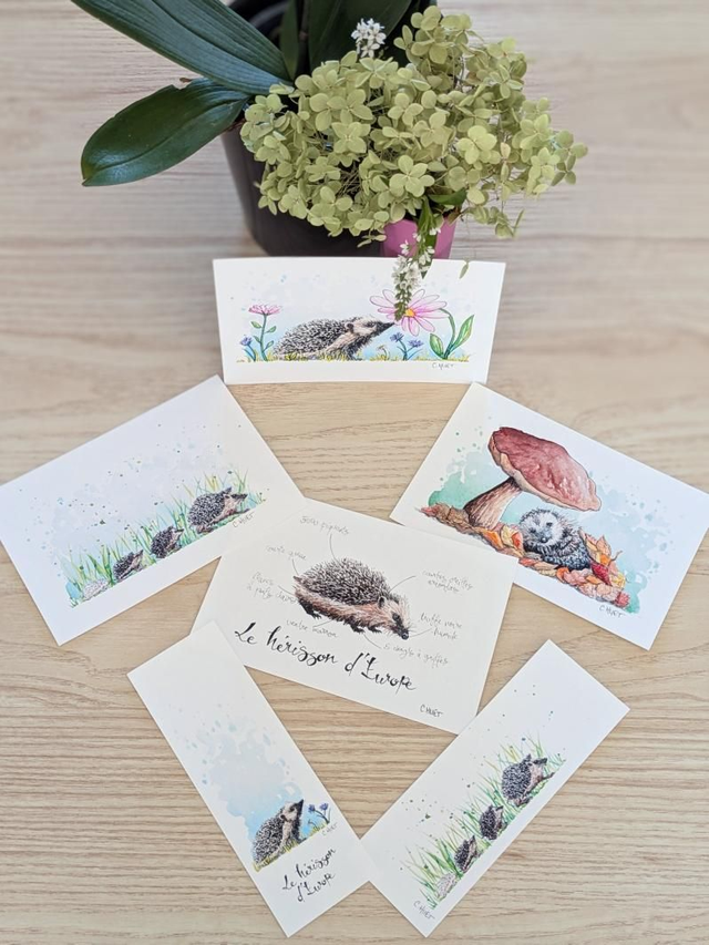 Cartes postales à l'aquarelle hérissons, divers motifs
