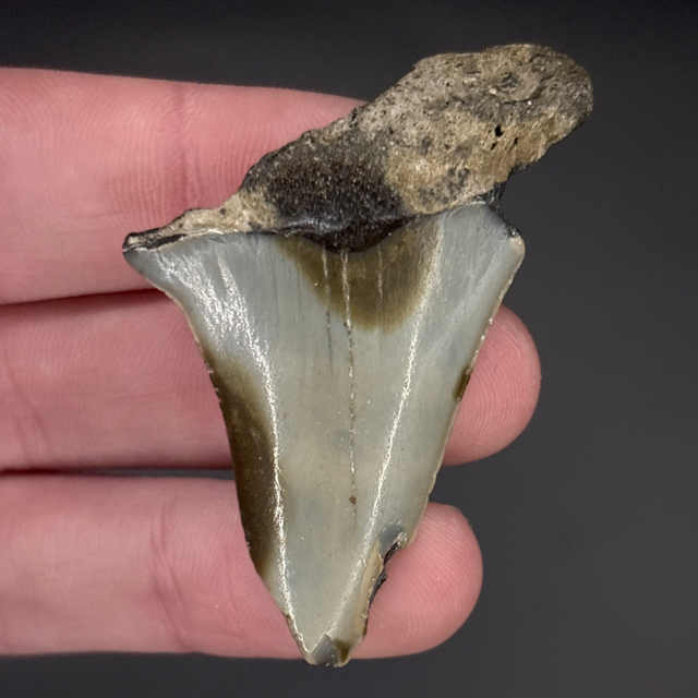 Mako Shark Tooth