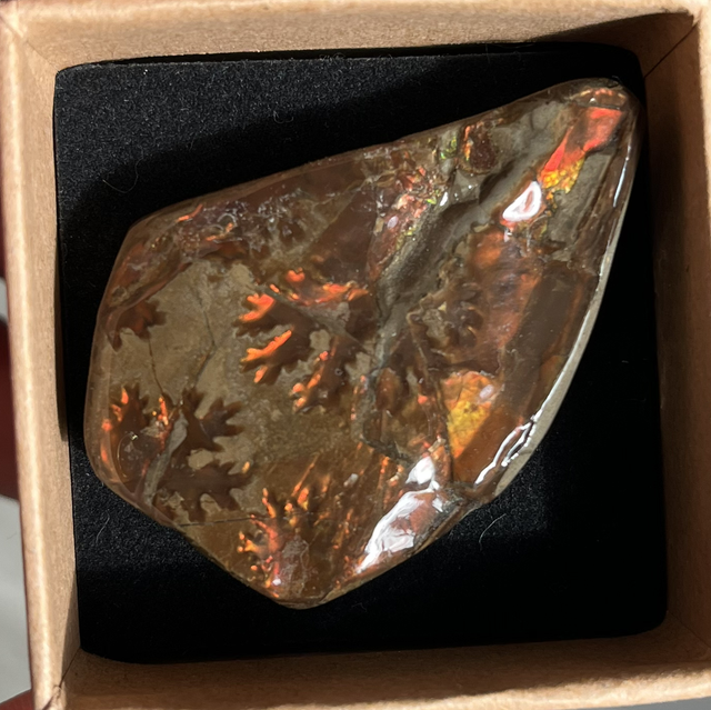 Ammolite du Canada sublime !