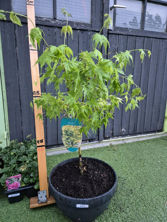 Erable palmatum Sangokaku coupe 31cm 