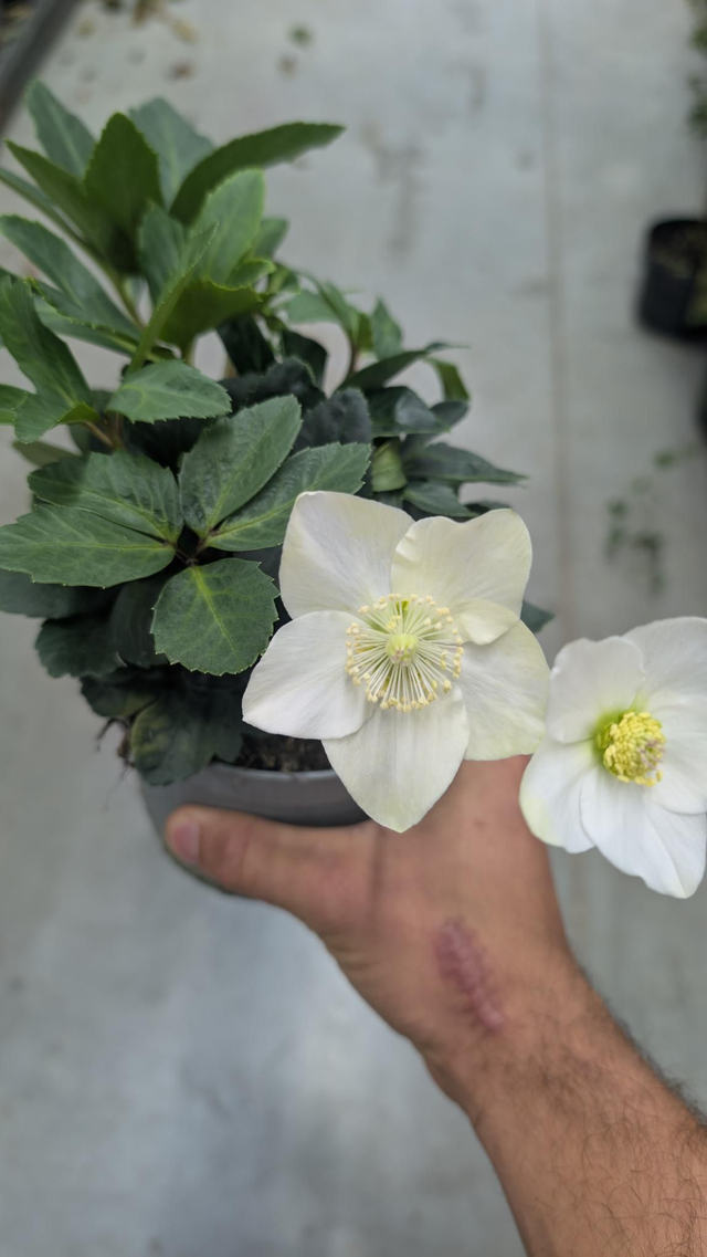 Hellébore ou Rose de Noël 