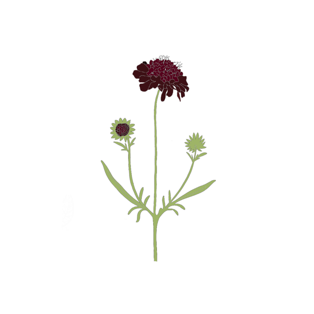 Scabious &#039;Black Knight&#039;