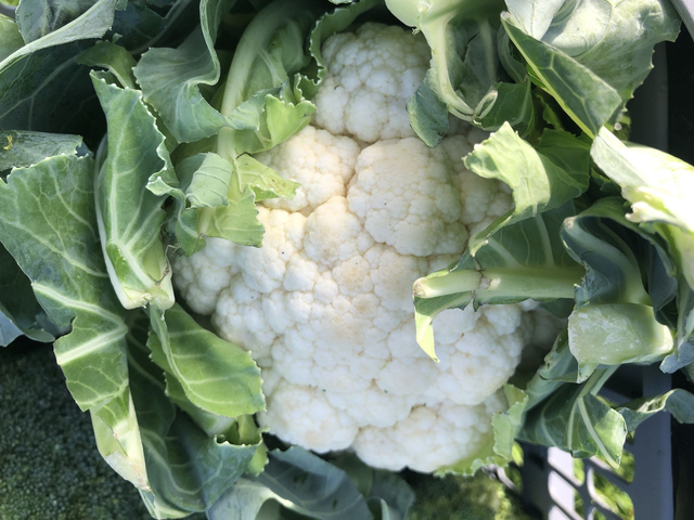 Cauliflower small head