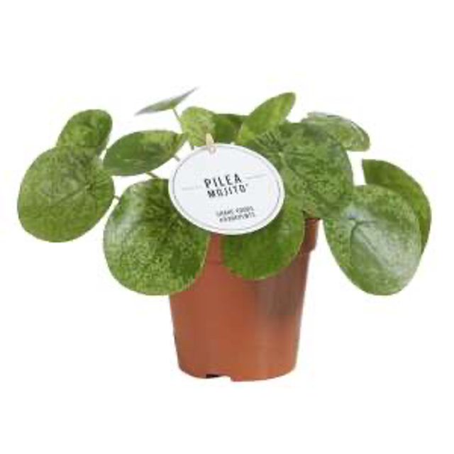 Pilea Peperomioides ‘Mojito