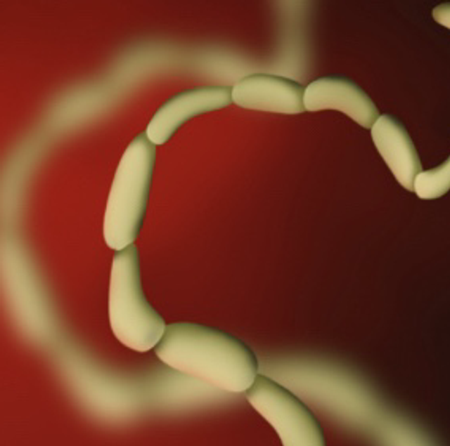 ESTUDIO DE PARÁSITOS EN HECES