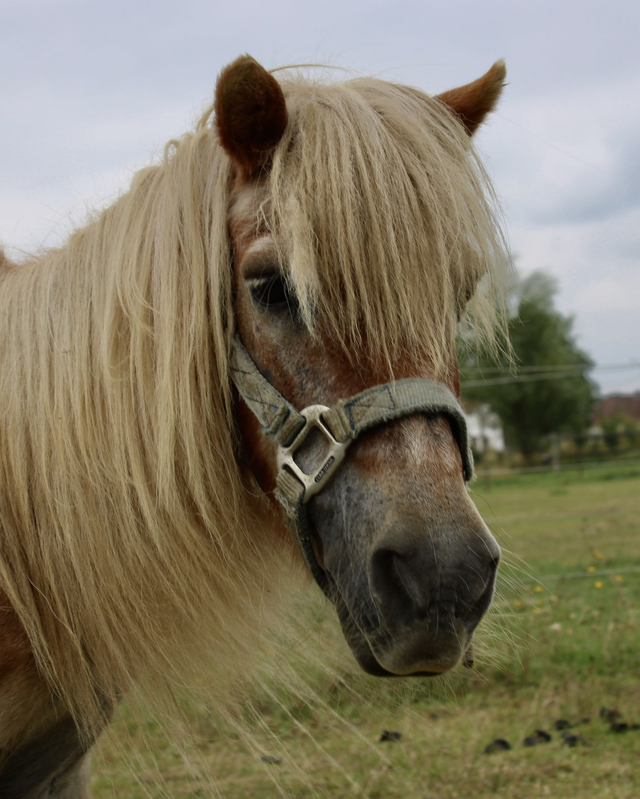 Pony Yellow