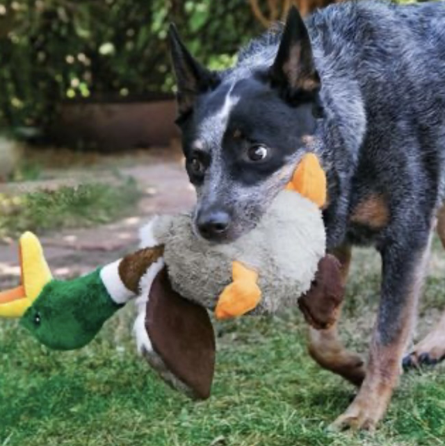 Kong shakers squeaky duck