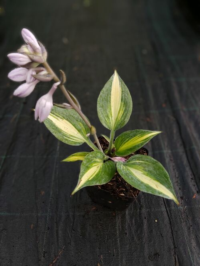 Hosta &#039;Catherine&#039; 1.3 litre