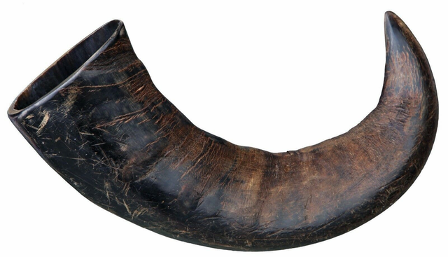 Buffalo Horns