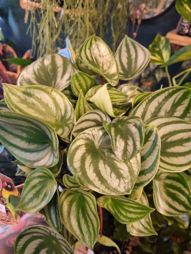 peperomia watermelon in 17cm pot