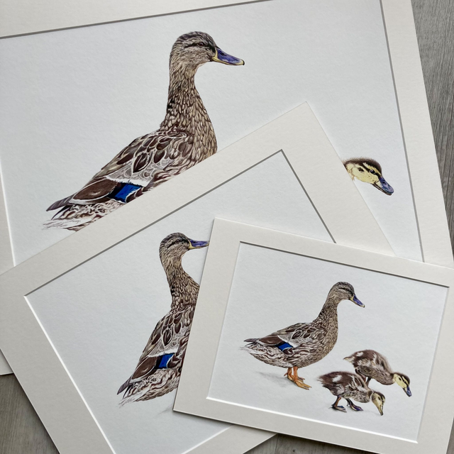 Mother Duck Fine Art Print