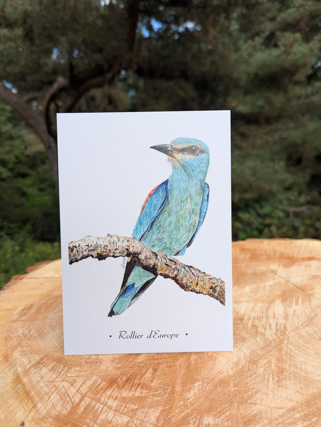 Carte Postale Martin pêcheur