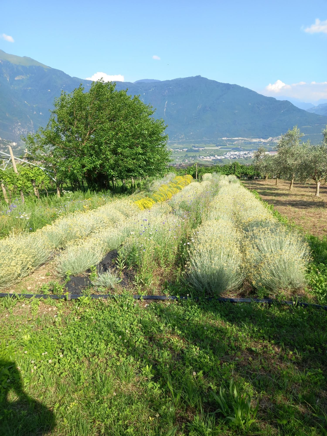 Balsamo Labbra Elicrisio 15 ml