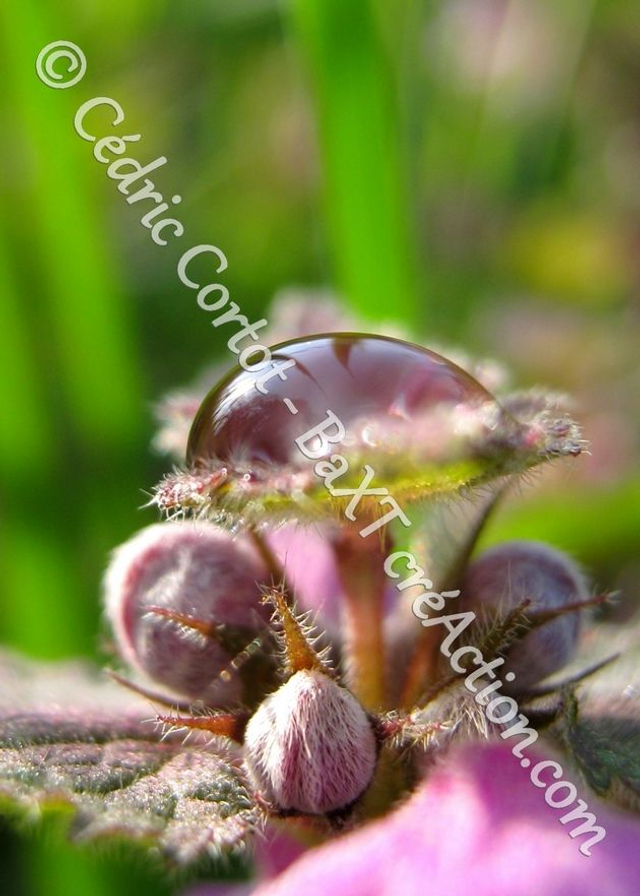 1 - Carte postale - Rosée et gouttes de pluie (Ref 0824)