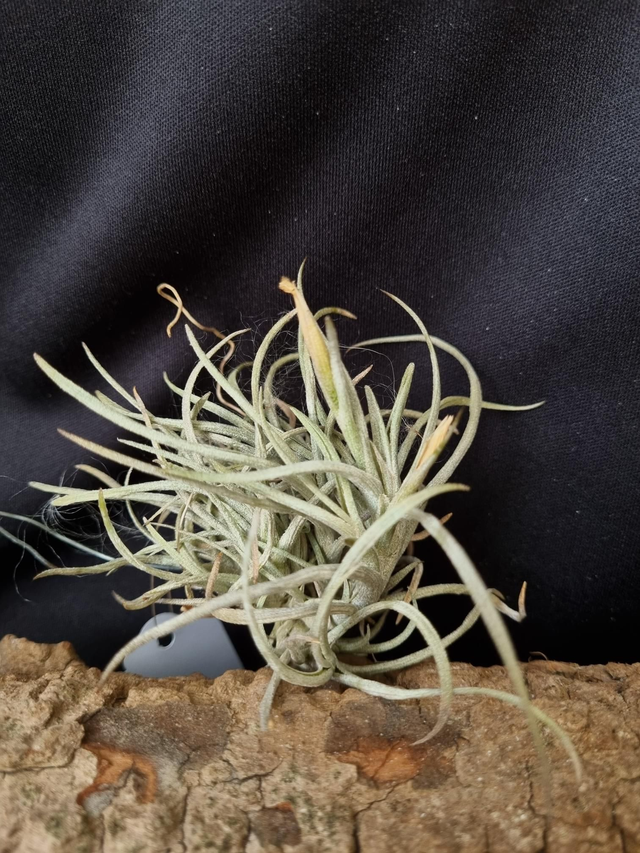 Tillandsia albertiana x crocata