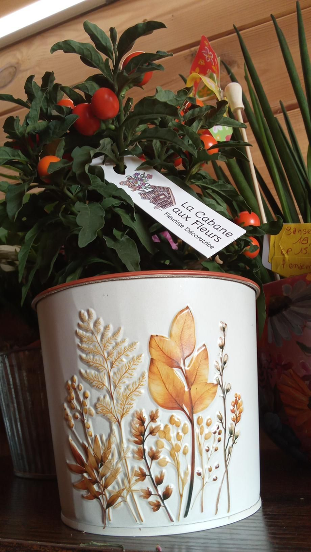 POMMIER D AMOUR CP ZINC AUTOMNE