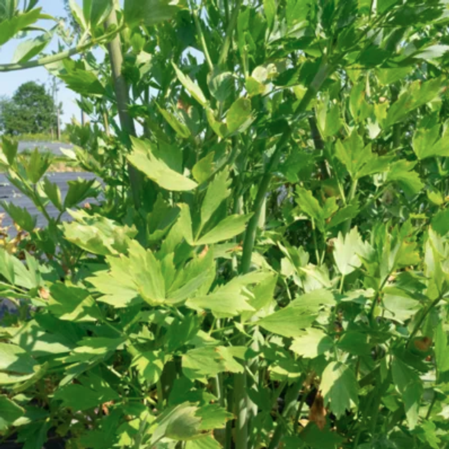 Céleri perpétuel (livèche)