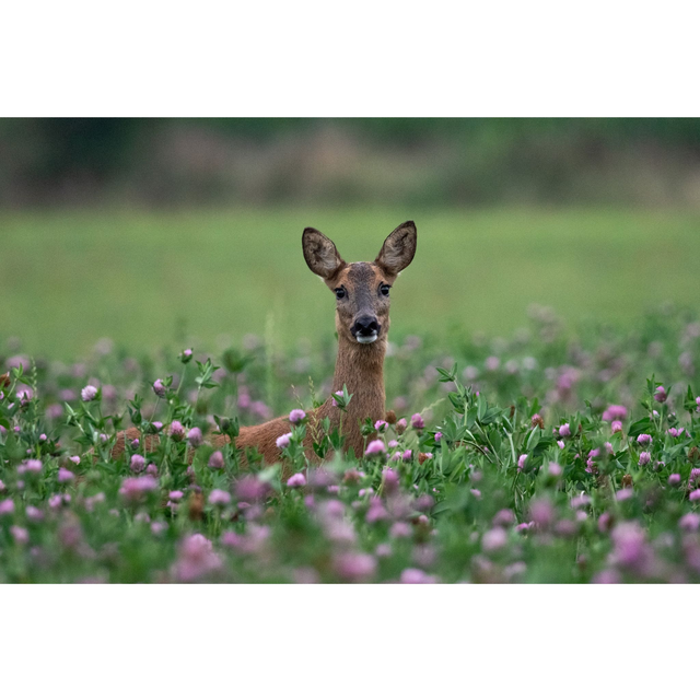 Chevrette dans les trèfles 