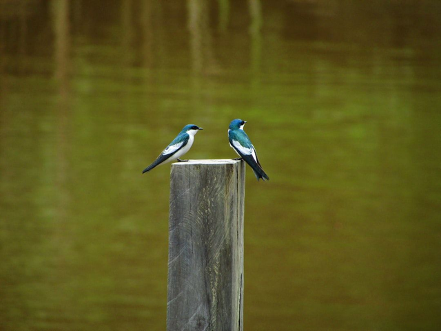 Lisbon Airport to or from Santarem