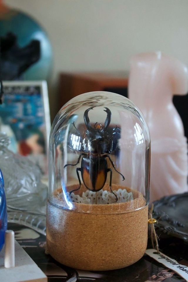 Hexarthrius parryi paradoxu