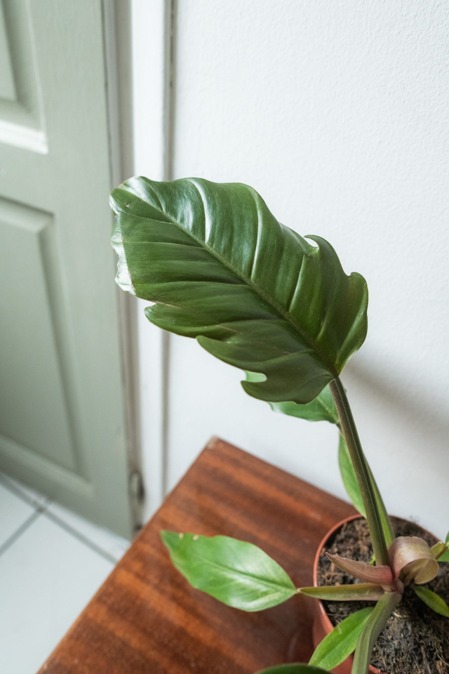 Philodendron ‘Choco Empress’ 🌿
