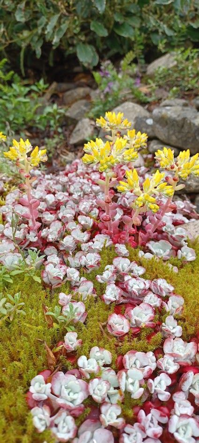 Sedum spathifolium