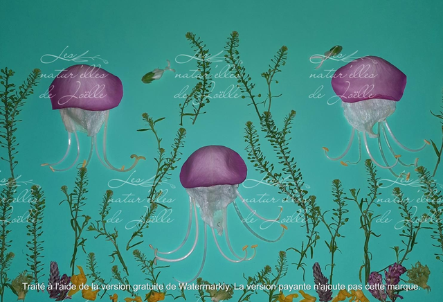 Poésie des méduses 