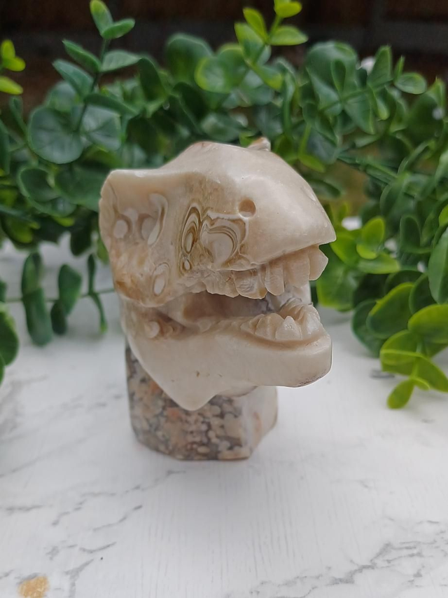 Coral Jade T-Rex Dinosaur Crystal | Natural Stone Carved and Polished Tyrannosaurus Rex Head 