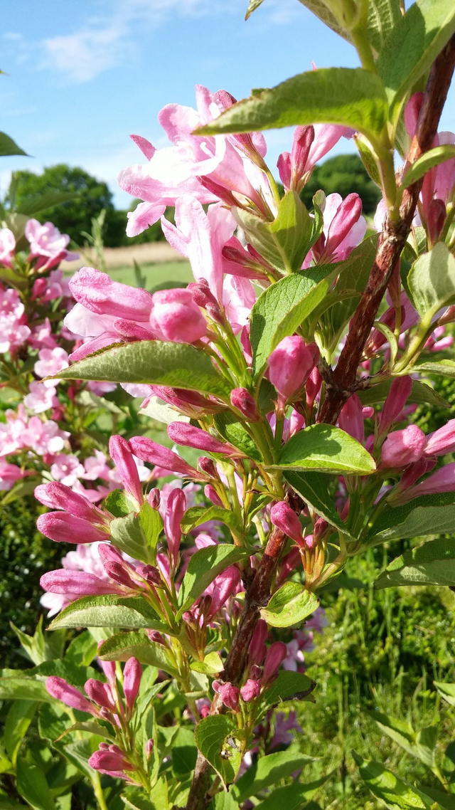 Weigela ‘Florida’ - 1ltr pot