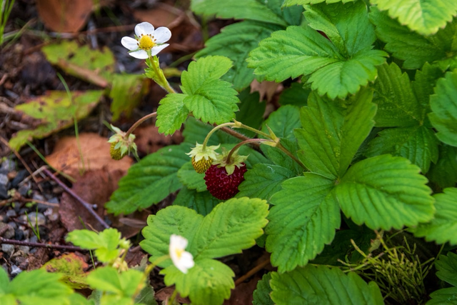 Strawberry Alpine Alexandria
