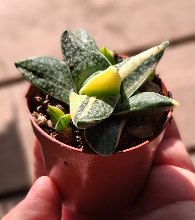 D100 . Gasteria minima variegata