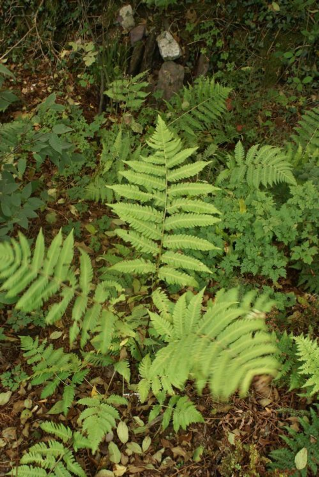 Dryopteris goldiana - Goldie's Fern 