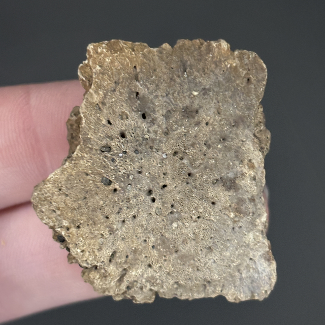 Glyptotherium Dermal Scute