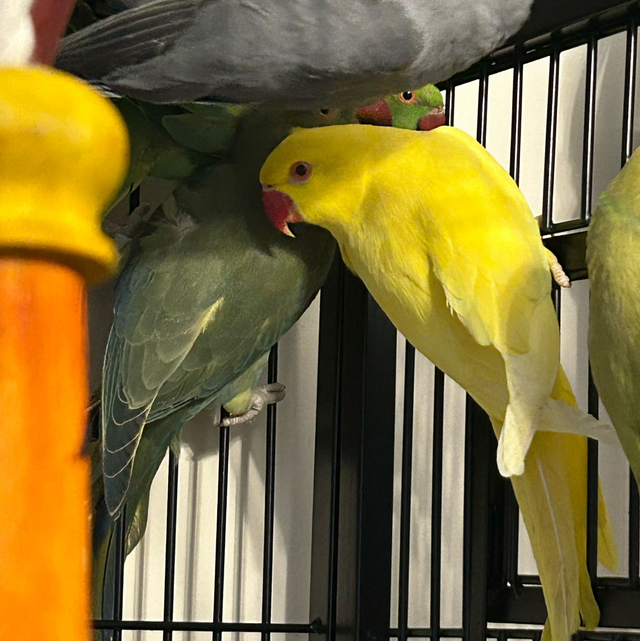 Baby Lutino Yellow Indian Ringneck