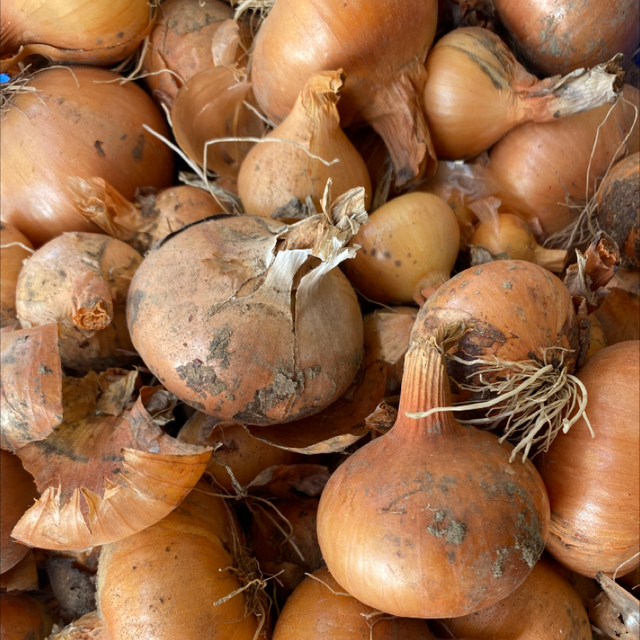Oignons jaune 