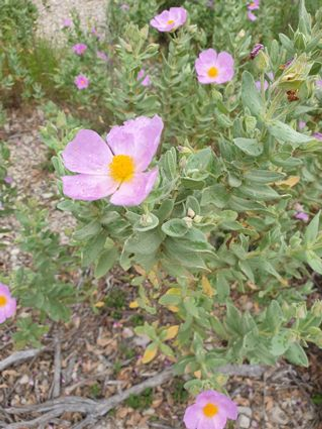 Ciste cotonneux (Cistus albidus) - Végétal local