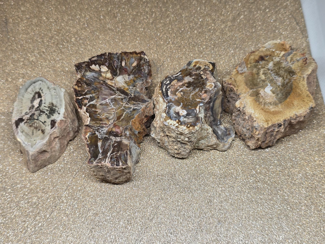 Morceaux de bois fossilisé 