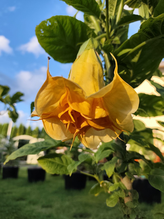 DS Fleur de Sommeville