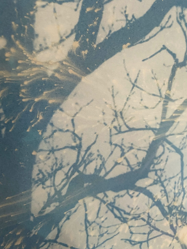 Framed Original Bleach and Toned Cyanotype
