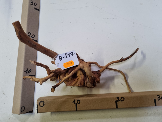 Racine araignée A-217