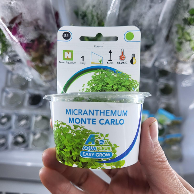 Easygrow Micranthemum Monte Carlo 8715897322655