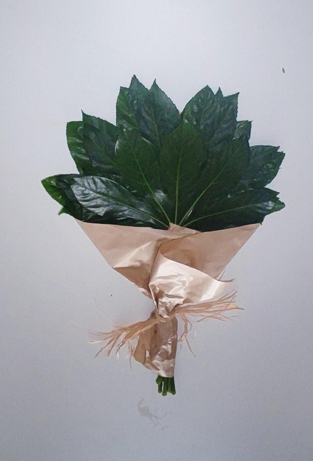 Aralia