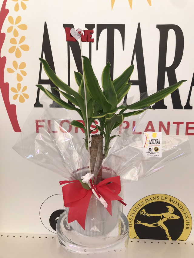 DRACENA MACETERO ELEGANS CERAMICA 50cm