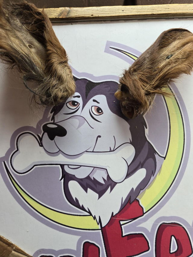 XL Sows Ears with Hair