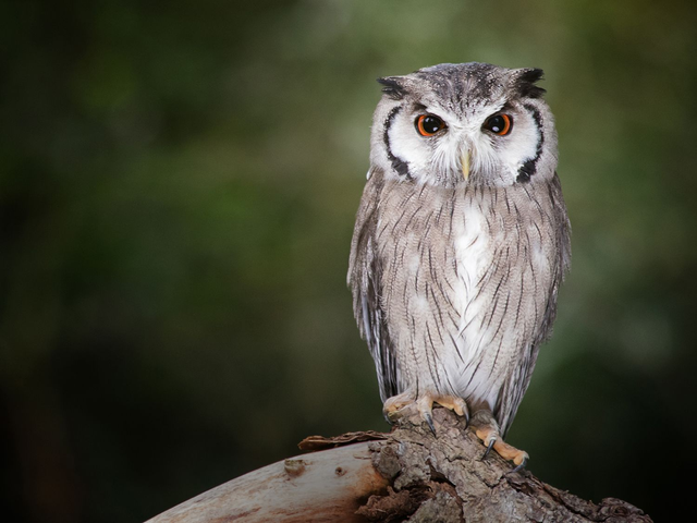 Weissgesichtseule 2 - Querformat