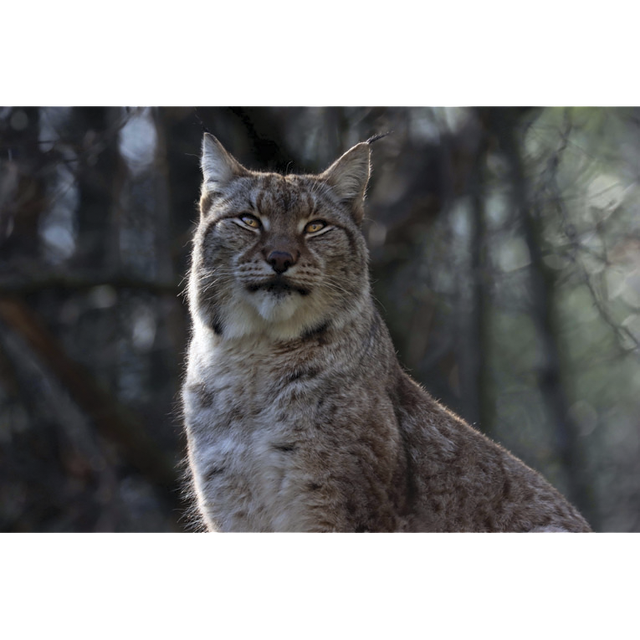 Lynx Boréal - ref: 4578