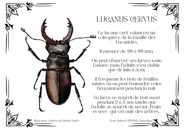 Lucanus cervus texte